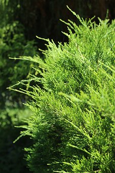 Tuja żywotnik Wagneri- owalno stożkowy pokrój Thuja occidentalis Wagneri 1
