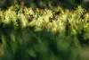 Tuja zachodnia Danica - Kula do każdego ogrodu Thuja occidentalis 'Danica' 3