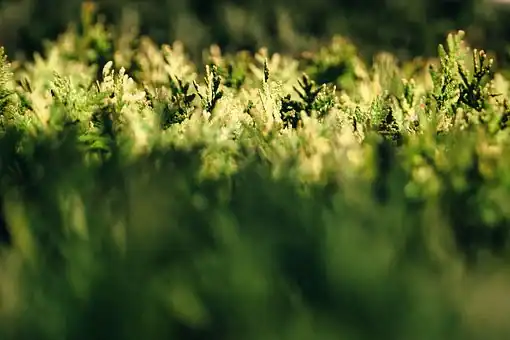 Tuja zachodnia Danica - Kula do każdego ogrodu Thuja occidentalis 'Danica' 3
