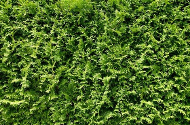 Tuja Szmaragd (Szmaragd)- thuja żywotnik Thuja occidentalis 'Szmaragd' 3