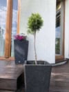 Thuja Smaragd formowana na pniu Thuja Smaragd formowana na pniu 1