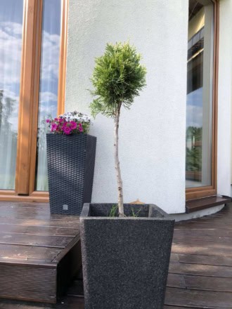 Thuja Smaragd formowana na pniu Thuja Smaragd formowana na pniu 1