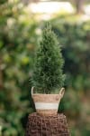 Tuja Szmaragd (Szmaragd)- thuja żywotnik Thuja occidentalis 'Smaragd' 2