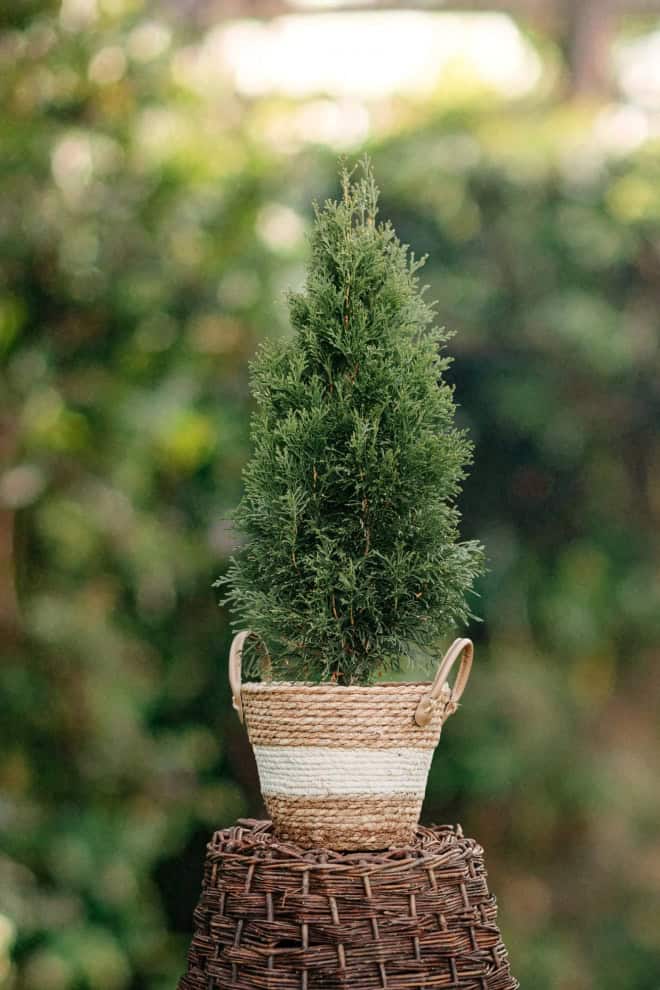 Tuja Szmaragd (Szmaragd)- thuja żywotnik Thuja occidentalis 'Smaragd' 2
