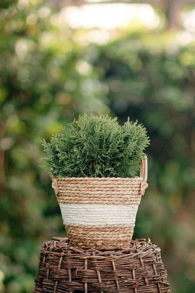 Tuja zachodnia Danica - Kula do każdego ogrodu Thuja occidentalis 'Danica' 2