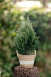 Tuja żywotnik Wagneri- owalno stożkowy pokrój Thuja occidentalis Wagneri 2