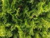 Tuja zachodnia Holmstrup - sadzonka stożkowa zielona Thuja occidentalis 'Holmstrup ' 2