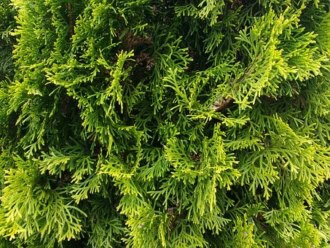 Tuja zachodnia Columna - Elegancka i kolumnowa Thuja occidentalis 'Columna ' 9