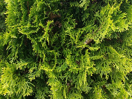 Tuja zachodnia Danica - Kula do każdego ogrodu Thuja occidentalis 'Danica' 6