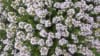 Macierzanka Albus - białe kwiaty i pachnące liście Thymus pulegioides 'Albus' 4