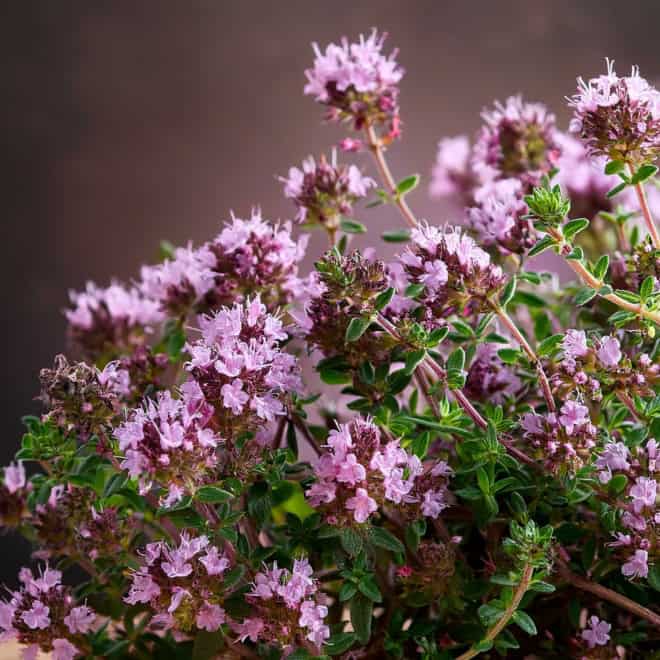 Macierzanka wczesna Pink Chintz Thymus praecox Pink Chintz 1