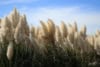 Trawa Pampasowa- zestaw dwóch kolorów - Różowy i biały kwiat Cortaderia selloana zestaw 3