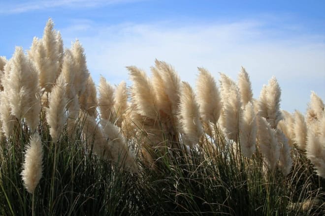 Trawa Pampasowa- zestaw dwóch kolorów - Różowy i biały kwiat Cortaderia selloana zestaw 3