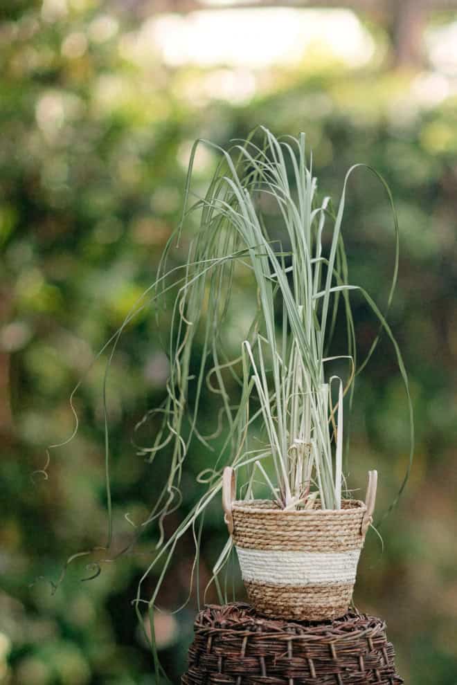Trawa Pampasowa Evita - jasne kłosy Cortaderia selloana 'Evita' 2