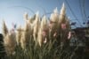 Trawa Pampasowa WHITE PLUME - biała Cortaderia selloana 'White plume' 5