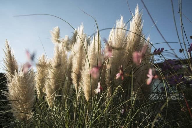 Trawa Pampasowa WHITE PLUME - biała Cortaderia selloana 'White plume' 5