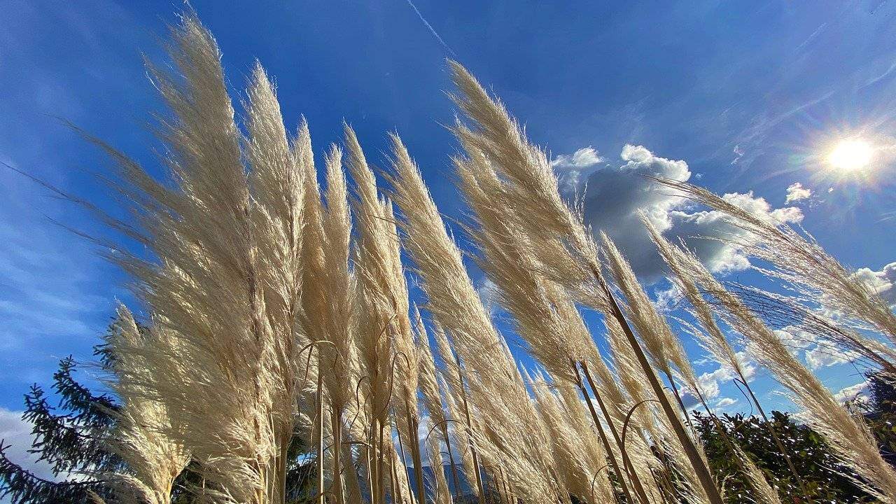 Trawa raweńska Erianthus Ravennae