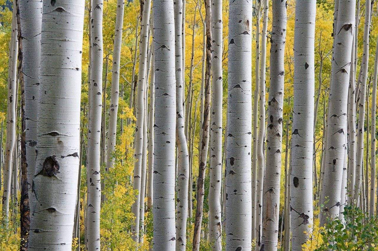 Brzoza papierowa Betula papyrifera 150 cm Betula papyrifera 150 cm 1