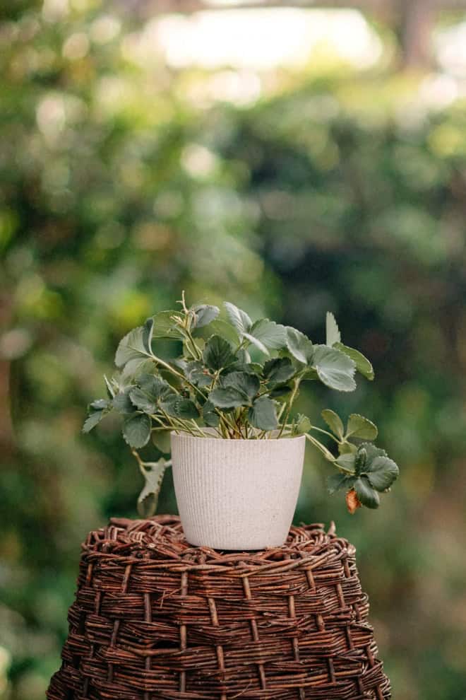 TRUSKAWKA SUMMER BREEZE ROSE 2