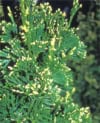 Tuja olbrzymia "Can Can" Thuja plicata 'Can-Can' 1