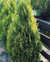 Tuja zachodnia Smaragd Light - jasne przyrosty Thuja occidentalis 'Smaragd Light' 4