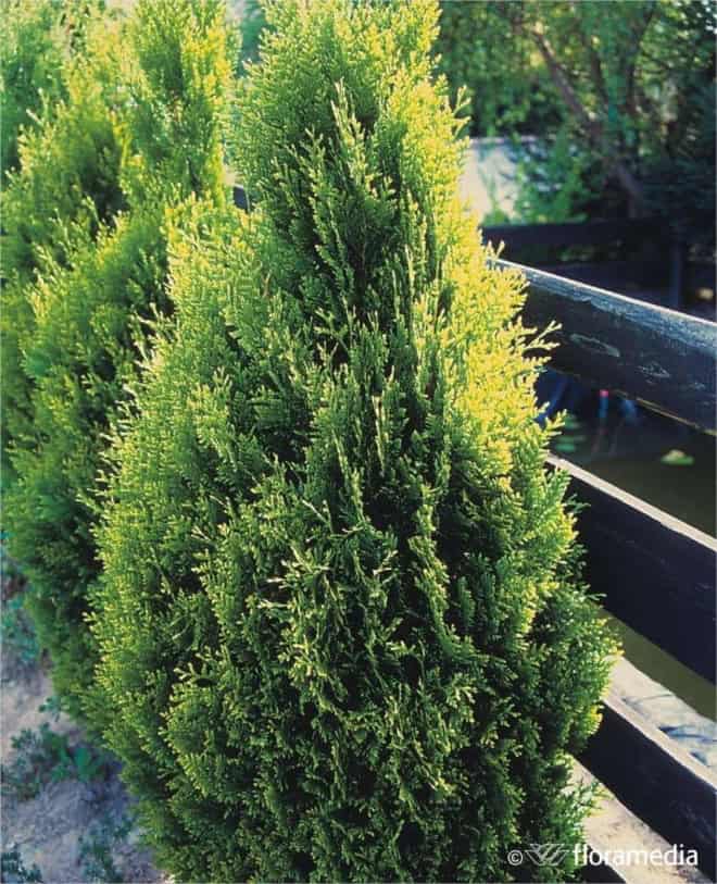 Tuja zachodnia Smaragd Light - jasne przyrosty Thuja occidentalis 'Smaragd Light' 4