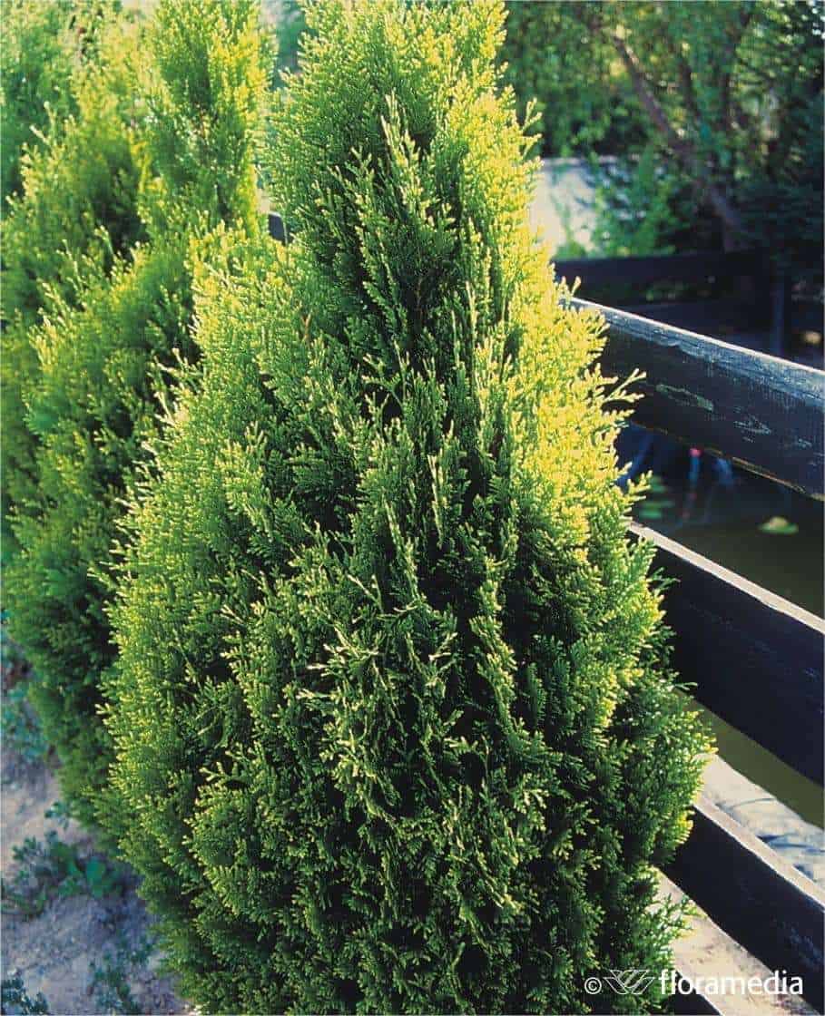 Tuja Żywotnik zachodni Aureospicata