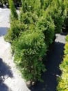 Tuja zachodnia Holmstrup - sadzonka stożkowa zielona Thuja occidentalis 'Holmstrup ' 4