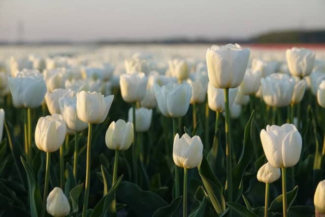 Tulipan wielkokwiatowy White Dream Biała Tulipan wielkokwiatowy White Dream Biała 1