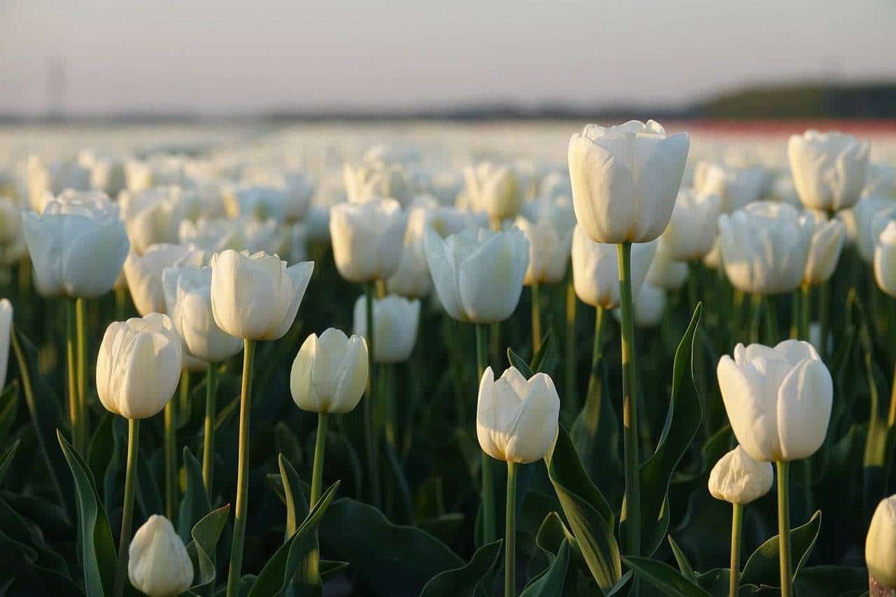 Tulipan wielkokwiatowy White Dream Biała Tulipan wielkokwiatowy White Dream Biała 1