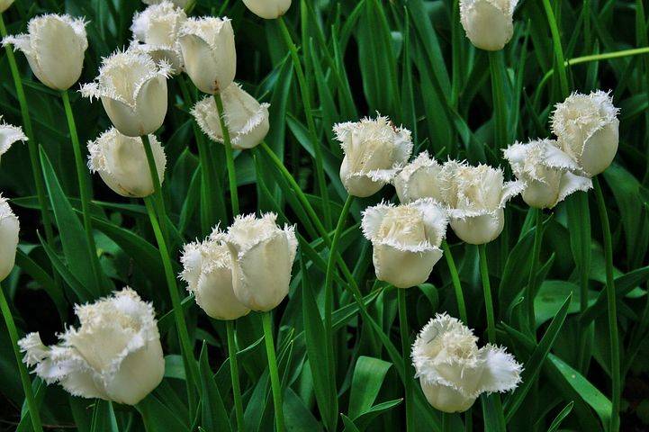 Tulipan strzępiasty Cambridge śnieżno biały Tulipan strzępiasty Cambridge śnieżno biały 1