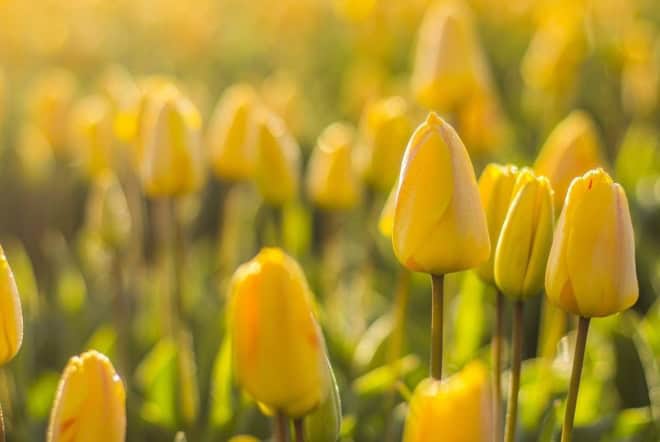 Tulipan wielkokwiatowy Hans Detrich genscher żółty Tulipan wielkokwiatowy Hans Detrich genscher żółty 1