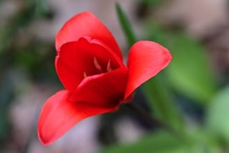 Tulipan kaufmanna 'Fasion' różowy Tulipan kaufmanna 'Fasion' różowy 1