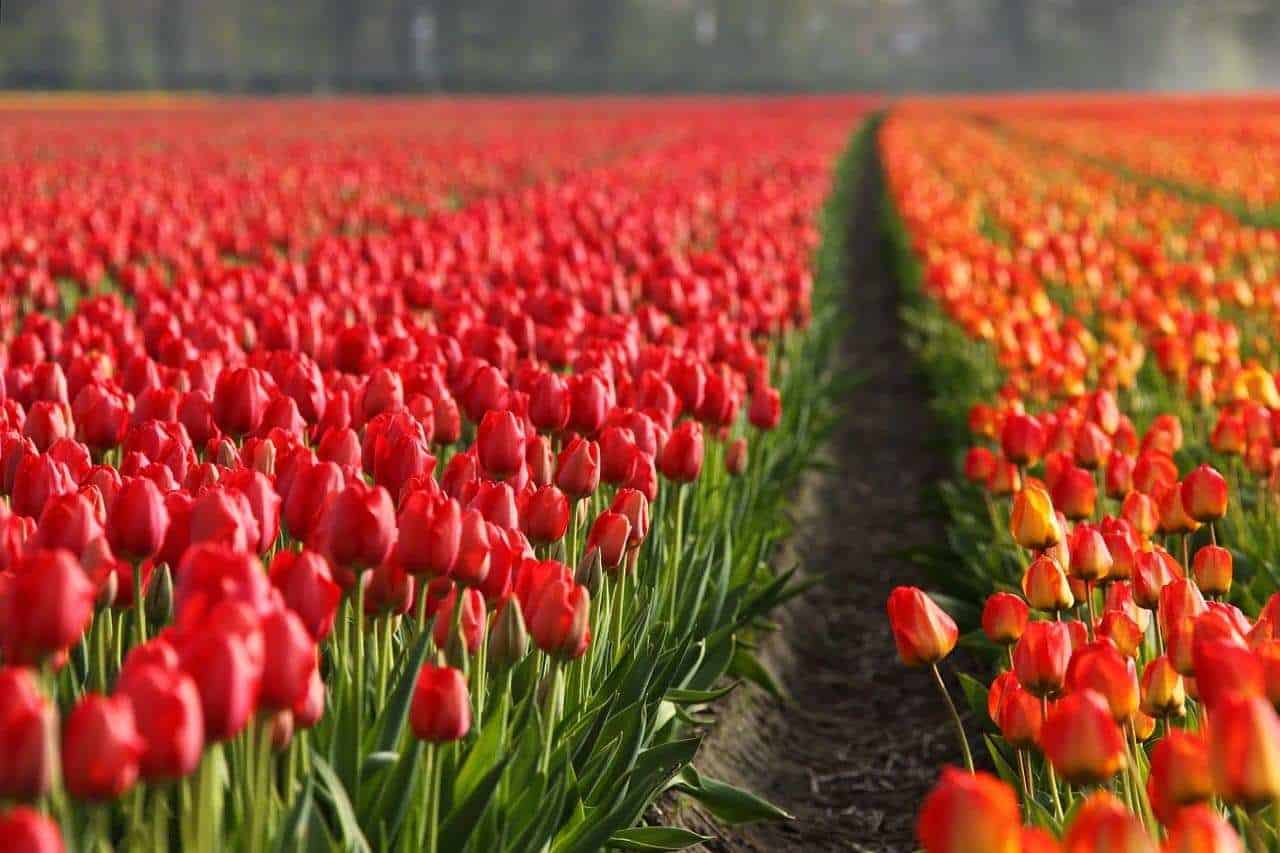 Tulipan wielkokwiatowy Annie Schilder Czerwony Tulipan wielkokwiatowy Annie Schilder Czerwony 1