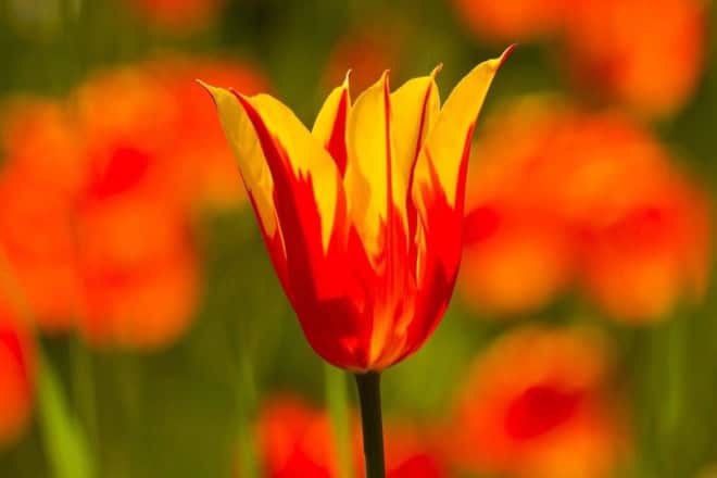 Tulipan Greiga 'First Love' żółto-czerwony Tulipan Greiga 'First Love' żółto-czerwony 1