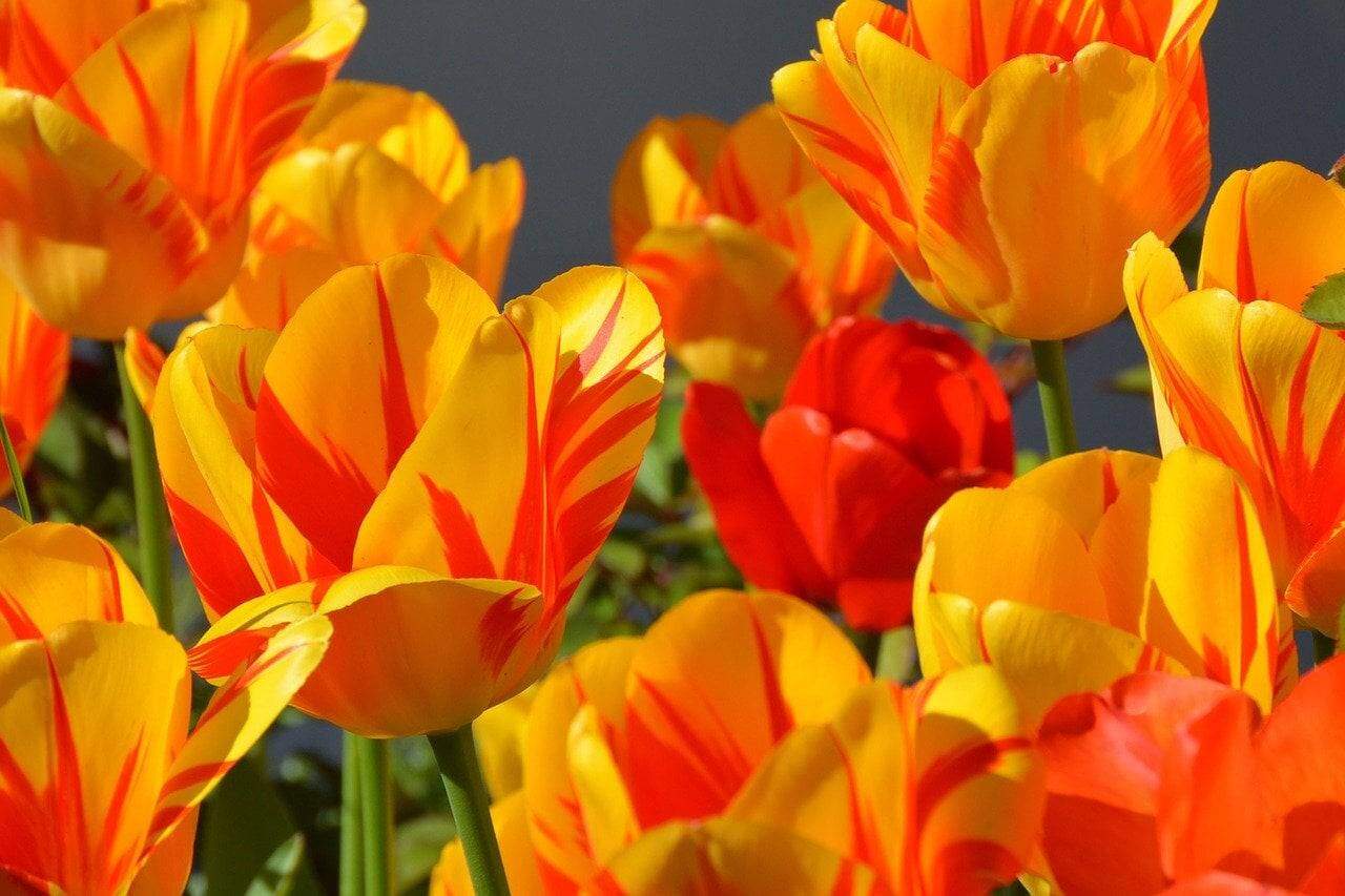 Tulipan pełny 'Foxy Foxtror’