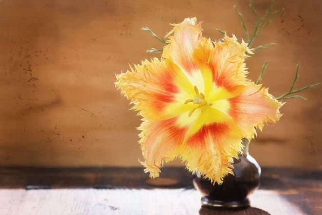 Tulipan strzępiasty Hamilton żółty Tulipan strzępiasty Hamilton żółty 1