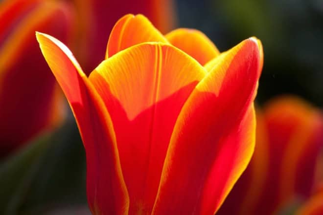 Tulipan wielkokwiatowy Orange Emperor pomarańczowy Tulipan wielkokwiatowy Orange Emperor pomarańczowy 1