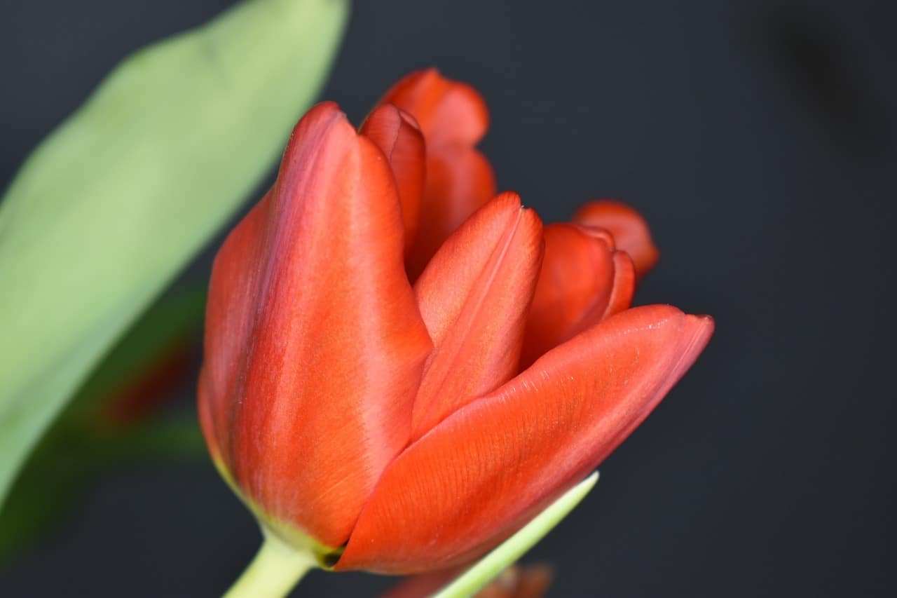 Tulipan wielkokwiatowy Princeps czerwony Tulipan wielkokwiatowy Princeps czerwony 1