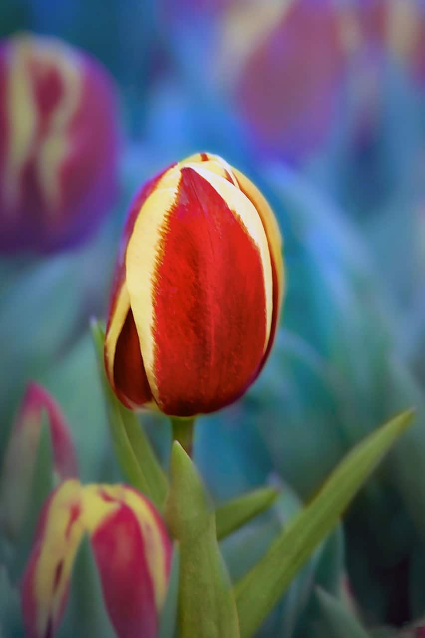 Tulipan Kaufmana Johann Straus Tulipan Kaufmana Johann Straus 1