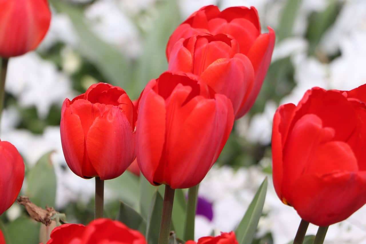 Tulipan wielkokwiatowy Showinner czerwony Tulipan wielkokwiatowy Showinner czerwony 1