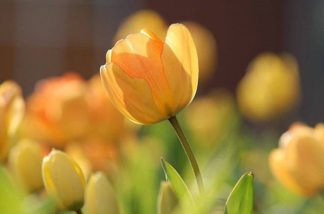 Tulipan wielkokwiatowy Yellow flight piękny żółty Tulipan wielkokwiatowy Yellow flight piękny żółty 1
