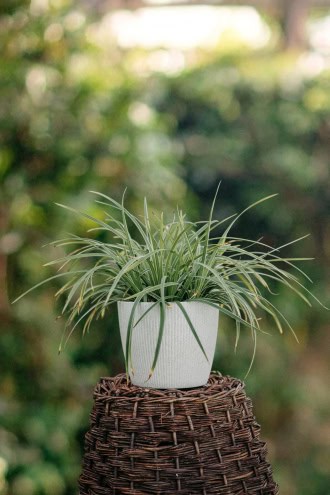 Turzyca Albolineata (Carex brunnea) Turzyca ciemna Albolineata 2
