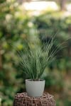 Turzyca Palmowa Lady Sunshine - unikatowe liście Carex muskingumensis 'Lady sunshine' 2
