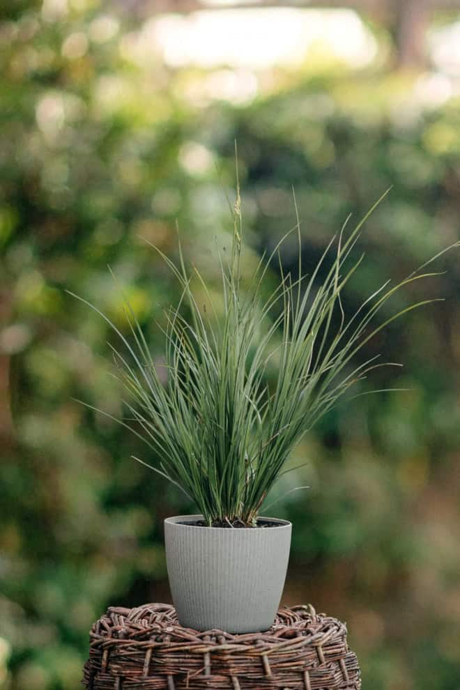 Turzyca Palmowa Lady Sunshine - unikatowe liście Carex muskingumensis 'Lady sunshine' 2