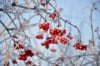 Kalina koralowa Compactum - czerwone owoce Viburnum opulus 'Compactum' 2