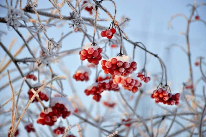 Kalina koralowa Compactum - czerwone owoce Viburnum opulus 'Compactum' 2