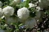 Kalina koralowa Compactum - czerwone owoce Viburnum opulus 'Compactum' 8