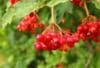 Kalina koralowa Compactum - czerwone owoce Viburnum opulus 'Compactum' 5