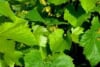 Winogron winorośl Cayuga White - IDEALNE NA WINO Vitis vinifera 'Cayuga White' 5